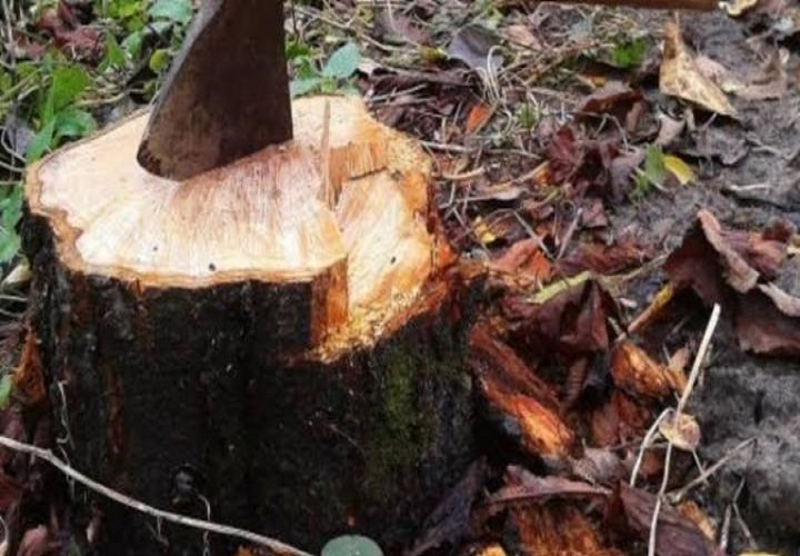 रीवा : माफियाओं व अधिकारियों की मिलीभगत से उजड़ रहे जंगल, कैसे होगी प्राकृतिक संपदा की सुरक्षा