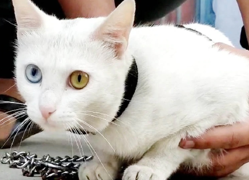 बैतूल में मिली दुर्लभ विलुप्त प्रजाति की बिल्ली, कीमत जानकर उड़ जायेंगे होश !