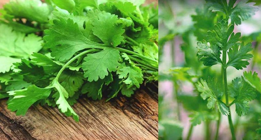 सेहत के लिए बेहद स्वास्थ्यवर्धक है हरी धनिया, डेली सेवन से ये बीमारियों होती हैं दूर