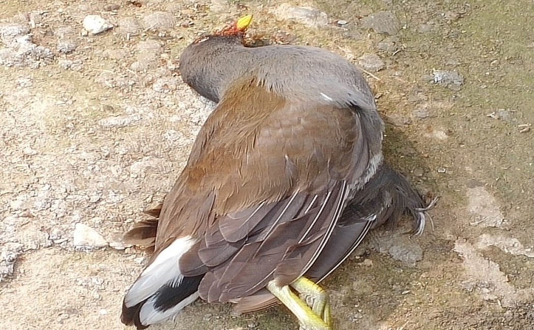 रीवाः शहर में मृत मिले कौआ और कबूतर, मौके पर पहुंची वेटनरी की टीम..
