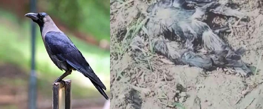 सतना में फिर मिले मृत कौए, लिये गये सेम्पल, मृत कौओं को खा रहे थे कुत्ते सतना में फिर मिले मृत कौए, लिये गये सेम्पल, मृत कौओं को खा रहे थे कुत्ते