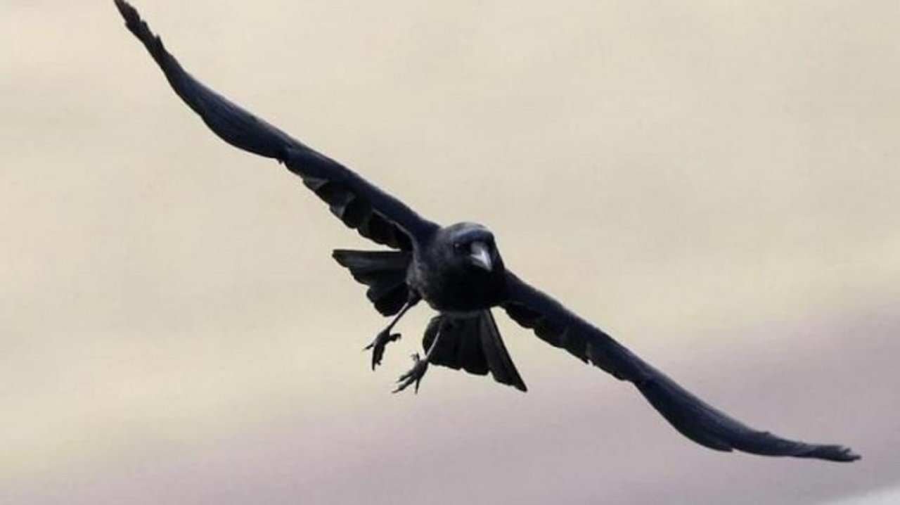 आ गया Bird Flu 700 से ज्यादा कौओं के मरने की खबर, नागौर में 60 मोर मरे, राजस्थान और एमपी में अलर्ट पर..