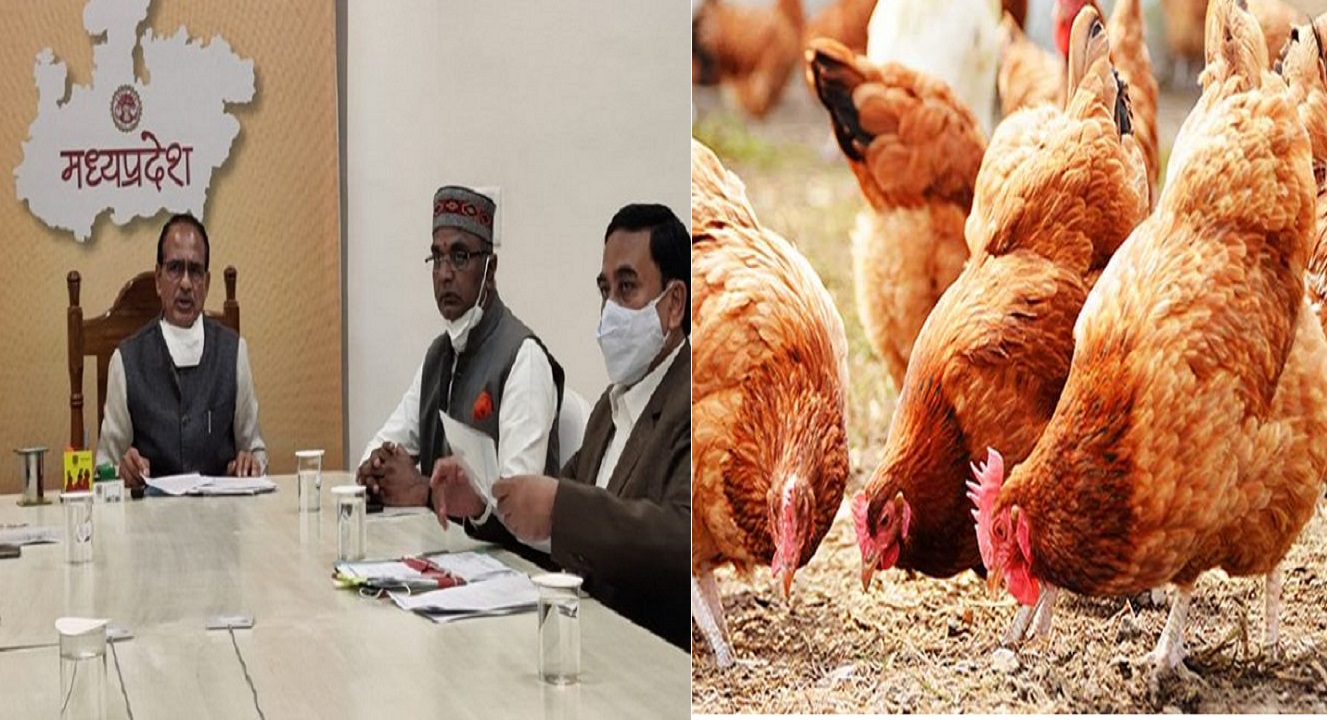 Bird Flu : मध्यप्रदेश सरकार ने केरल और अन्य दक्षिणी राज्यों से पोल्ट्री की आपूर्ति पर लगाया प्रतिबंध..
