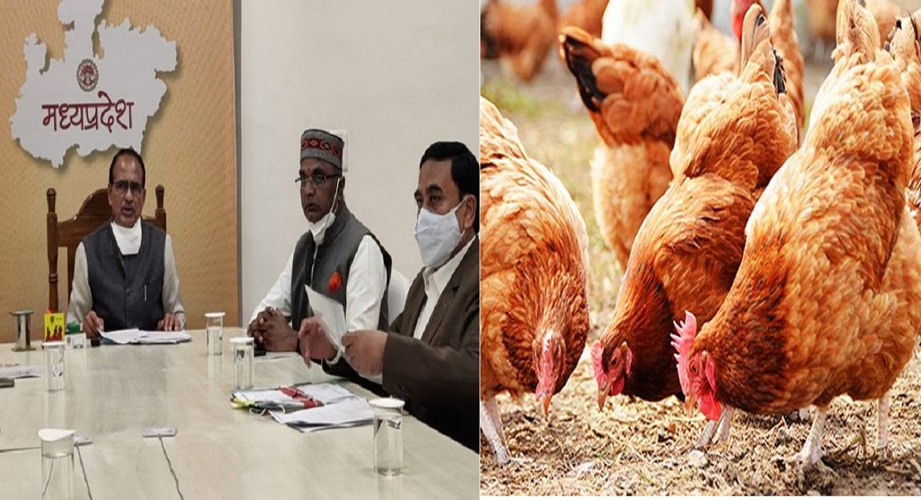 Bird Flu : मध्यप्रदेश सरकार ने केरल और अन्य दक्षिणी राज्यों से पोल्ट्री की आपूर्ति पर लगाया प्रतिबंध.. Bird Flu : मध्यप्रदेश सरकार ने केरल और अन्य दक्षिणी राज्यों से पोल्ट्री की आपूर्ति पर लगाया प्रतिबंध..