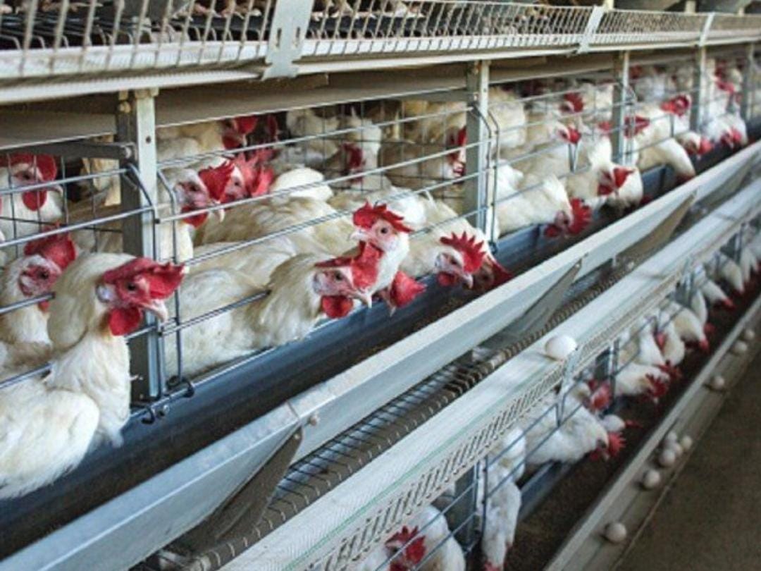 Bird Flu को लेकर गृह विभाग ने भेजी कलेक्टरों को गाइडलाइन, कहा : सख्ती से हो पालन Bird Flu को लेकर गृह विभाग ने भेजी कलेक्टरों को गाइडलाइन, कहा : सख्ती से हो पालन