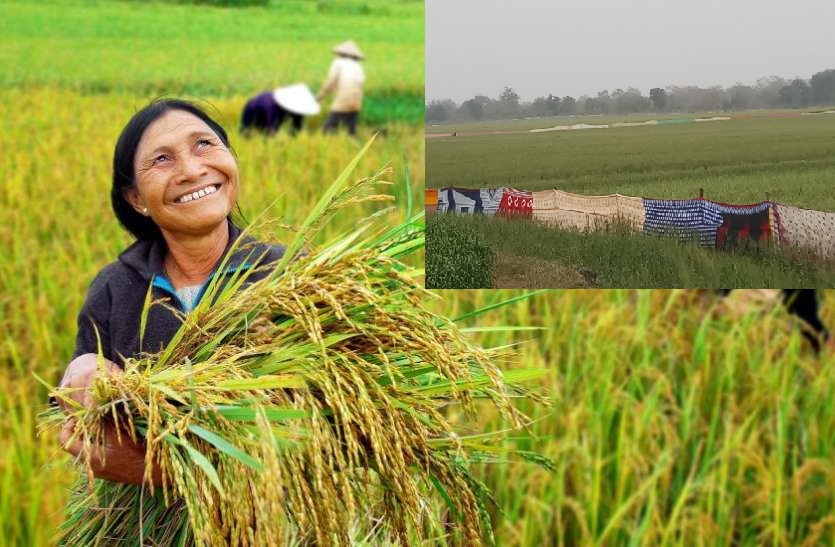 यह कैसी प्रथा, अधिक पैदावार के लिए यहां खेतो को पहनाई जाती है साड़ी