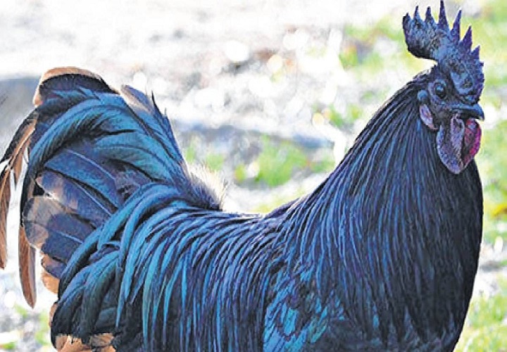 झाबुआ में कड़कनाथ पर गहराया संकट, मिले H5N1 वायरस, यह मानव के लिए भी है काफी खतरनाक