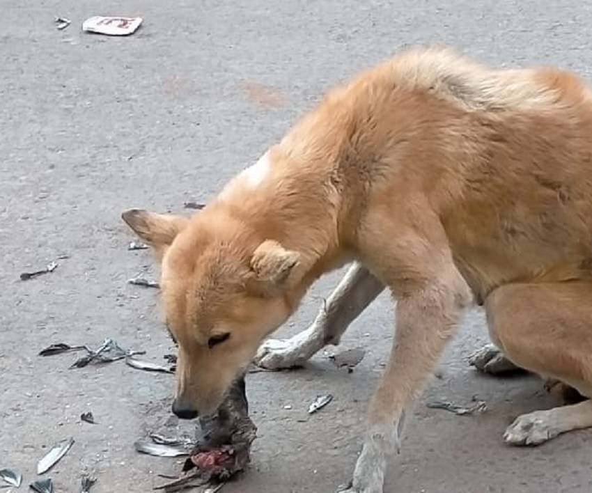 रेलवे स्टेशन के बाहर मृत मिले कई कबूतर, कुत्तों ने नोचा और उठाकर ले गए