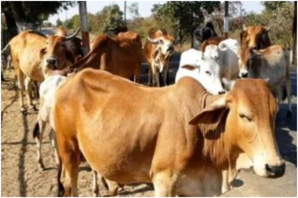 नकली शराब पीने से 5 गायों की मौत, पुलिस की लापरवाही उजागर : MP News