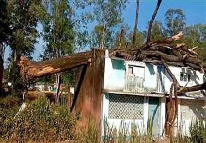Umaria : रिहायसी मकान में गिरा पेड़, कई लोग हुए आहत