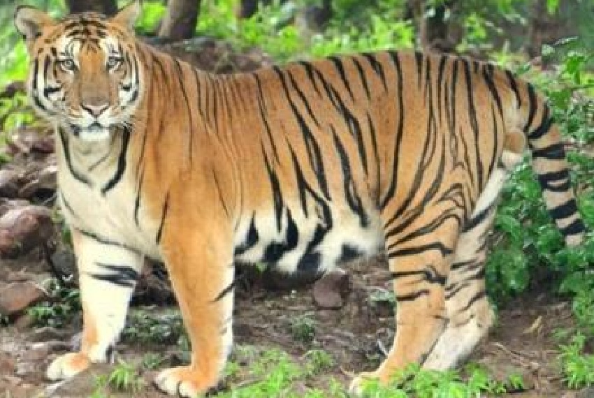 खेत की रखवाली कर रही महिला पर बाघ ने किया हमला, हुई मौत