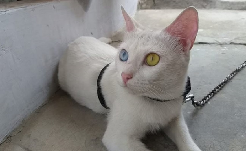 मध्यप्रदेश में मिली एक दुर्लभ Cat, कीमत 8 लाख से ऊपर, चीन से लेकर थाईलैंड तक खरीदने को तैयार लेकिन मालिक ने कह दिया ये...:MP NEWS