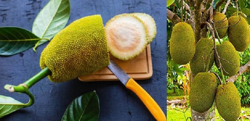 एसिडिटी दूर करने, आंखों की रोशनी बढ़ाने एवं ग्लोइंग स्किन पाने बेहद फायदमेंद है कटहल, जाने इससे फायदें