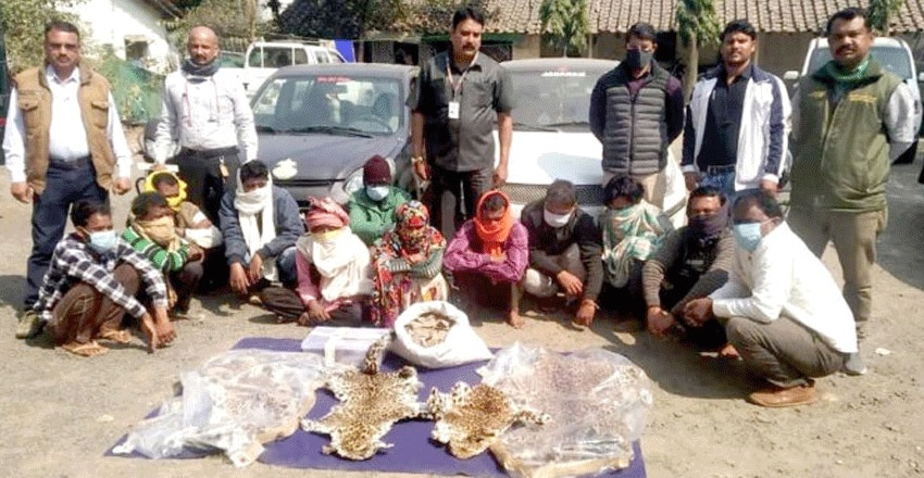 वन्य जीव अंगो की तस्करी करने वाले कटनी तथा जबलपुर के 16 अरोपी गिरफ्तार