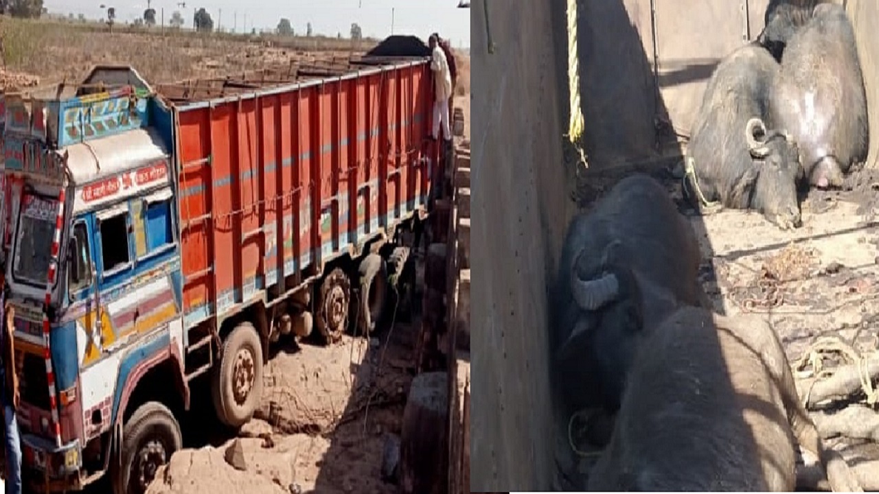 भैसों से भरा ट्रक पुलिया के नीचे गिरा, 6 की मौत : Satna News