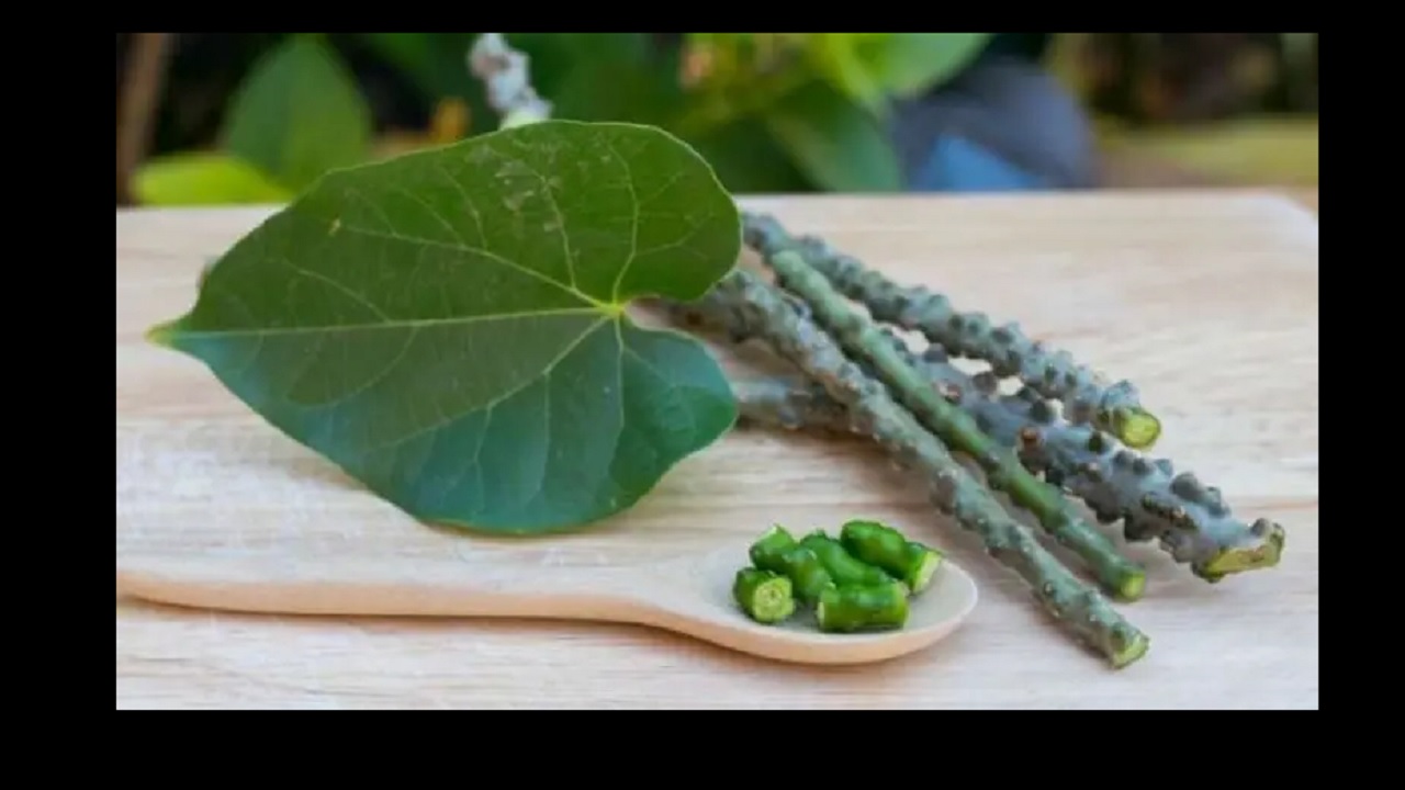 Benefits of Giloy : चाहिए स्ट्रांग इम्युनिटी तो इस विधि से करें गिलोय का सेवन