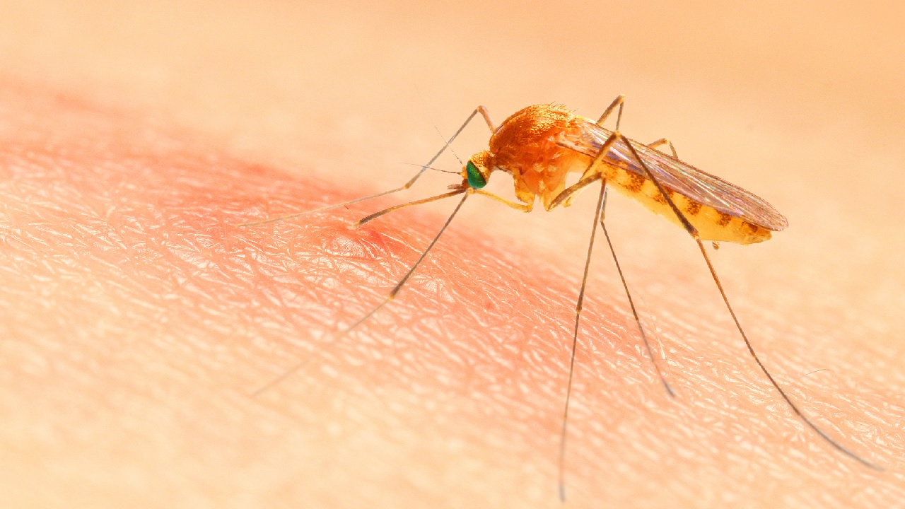 How To Treat Mosquito Bite : मच्छर काटने से शरीर पर पड़ जाते है लाल चकत्ते, होती है  खुजली तो इन घरेलू नुस्खों से पाएं निजात