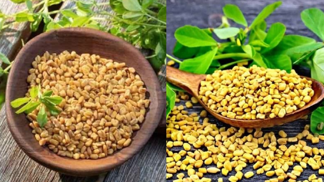 Methi Water Health Benefits : सेहत के लिए बेहद गुणकारी है मेथी का पानी, जानिए इसके लाभ