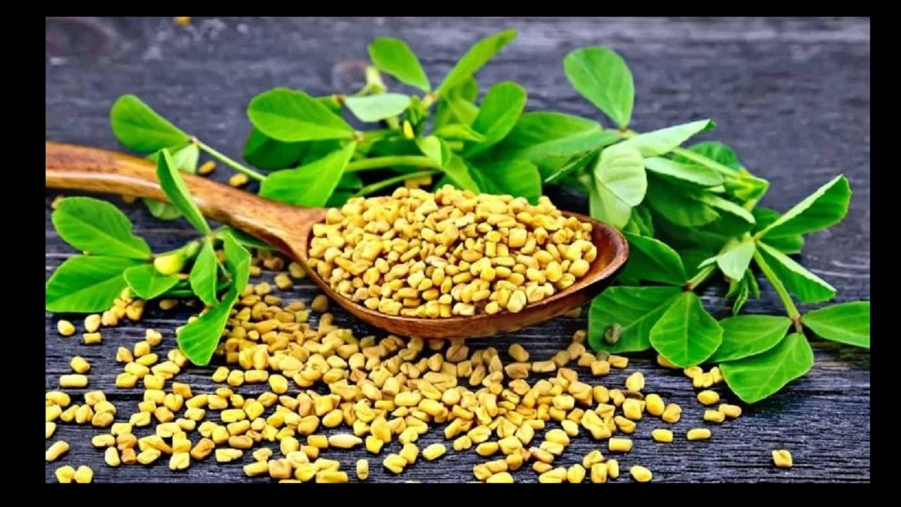 Methi Water Health Benefits : सेहत के लिए बेहद गुणकारी है मेथी का पानी, जानिए इसके लाभ