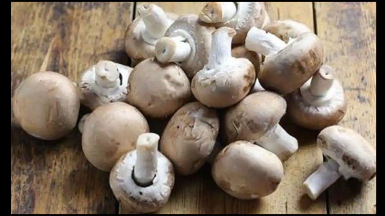 Health Benefits Mushroom : स्वाद के साथ ही सेहत के लिए बेहद फायदेमंद है मशरूम, जानिए इसके लाभ