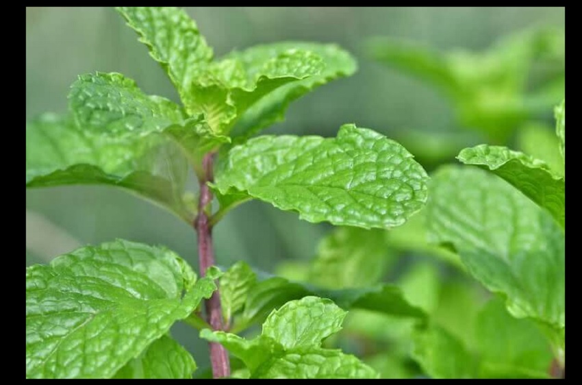 Summer Diet Tips : गर्मियों की तपती धूप में शरीर को ठण्डा रखने डाइट में शामिल कर रहे यह चीजें