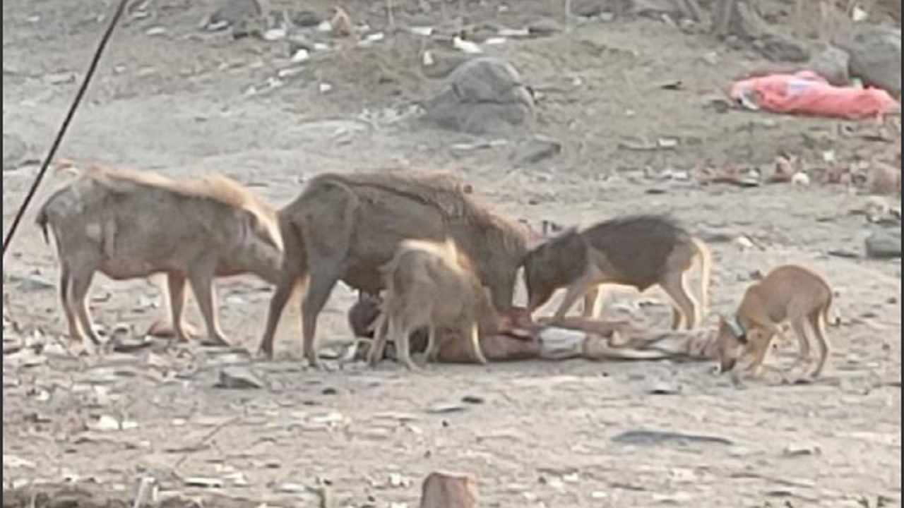 युवक के शव को सुअर बना रही थी आहार, सनसनीखेज खुलासा, महिला ने पहले पति को अब देवर को उतारा था मौत के घाट युवक के शव को सुअर बना रही थी आहार, सनसनीखेज खुलासा, महिला ने पहले पति को अब देवर को उतारा था मौत के घाट