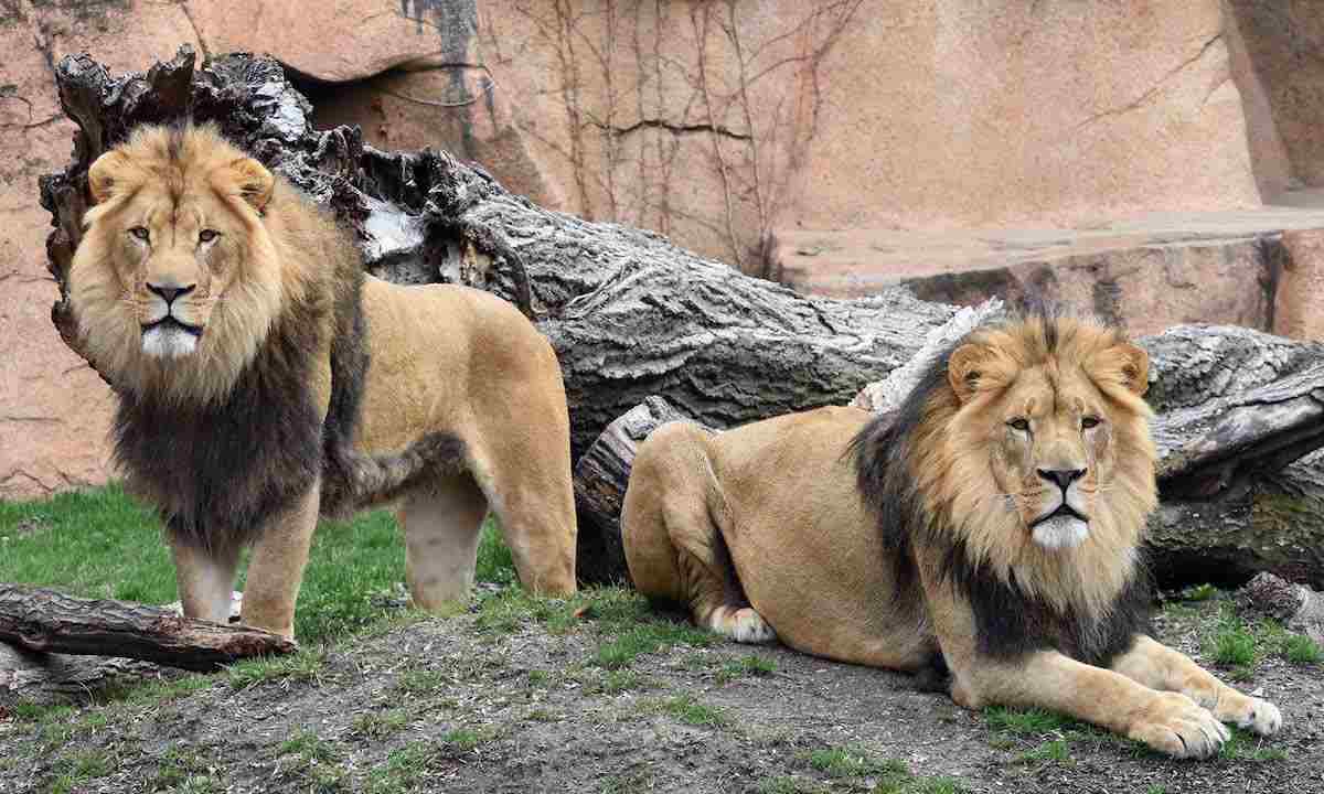 भारत में जानवरों तक पहुंचा कोरोना / चिड़ियाघर के 8 शेर संक्रमित, सभी को आइसोलेट किया गया