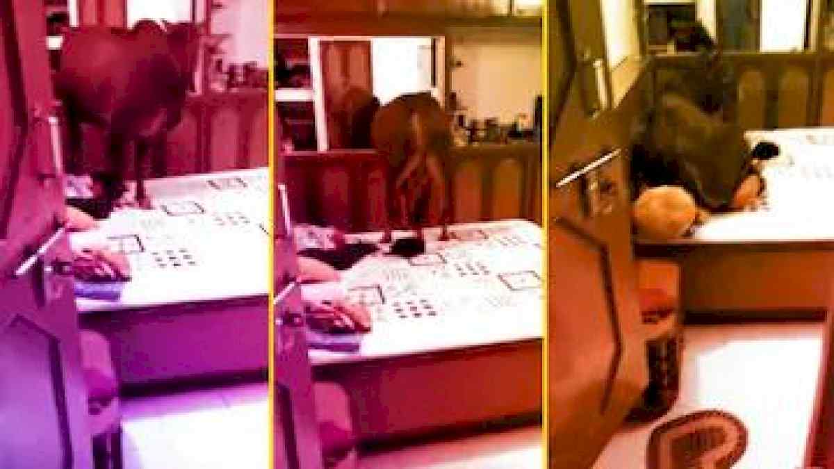 अजब-गजब : REWA में तीन मंजिल की सीढ़ी चढ़ गया बैल, बेड में 4 घंटे जमाये रहा डेरा, घर मालिक हुए बेघर अजब-गजब : REWA में तीन मंजिल की सीढ़ी चढ़ गया बैल, बेड में 4 घंटे जमाये रहा डेरा, घर मालिक हुए बेघर