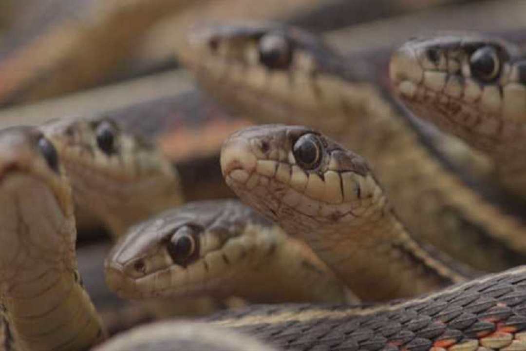 सतना में मातम में डूबे परिवार पर सर्पों का कहर, रह-रह कर निकल चुके 18 सर्प, फन में त्रिशूल