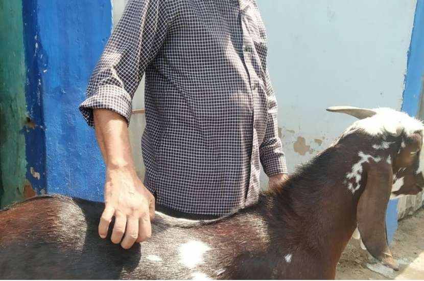 मध्यप्रदेश में एक ऐसा बकरा जिसकी कीमत मालिक ने रखी 1 करोड़ से भी ज्यादा, लेने वालो की लगी भीड़, जानिए क्या है खासियत
