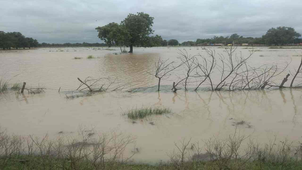 Rewa : बाढ़ से फसलें तबाह, 24 घंटे बाद भी नदियां उफान पर Rewa : बाढ़ से फसलें तबाह, 24 घंटे बाद भी नदियां उफान पर
