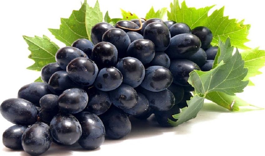 बेहद स्वास्थ्यवर्धक होते है काले अंगूर, याददाश्त बढ़ाने के साथ ही बालों के लिए होते है फायदेमंद