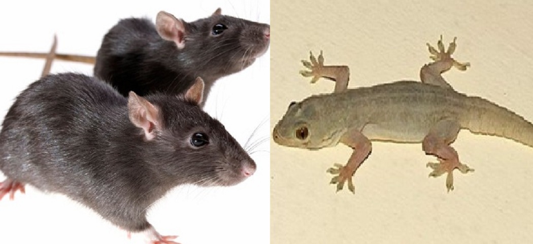 इन घरेलू नुस्खों से दूर भगाए घर में मौजूद चूहे, छिपकली एवं मक्खी इन घरेलू नुस्खों से दूर भगाए घर में मौजूद चूहे, छिपकली एवं मक्खी