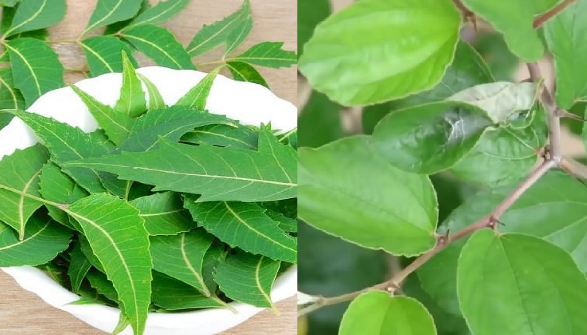 Hair Fall Treatment in Hindi : झड़ते बालों से हैं परेशान तो अपनाएं यह घरेलू नुस्खा, नहीं आएगी गंजेपन की नौबत