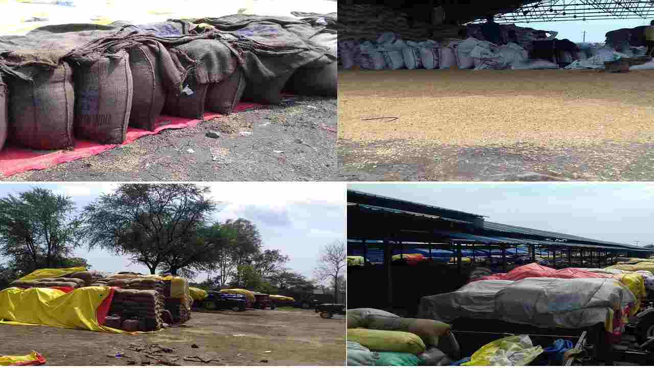 Rewa: अन्न दाता परेशान, खेत में सड़ गई प्याज, मंडी में सड़ रहा गेहूं Rewa: अन्न दाता परेशान, खेत में सड़ गई प्याज, मंडी में सड़ रहा गेहूं