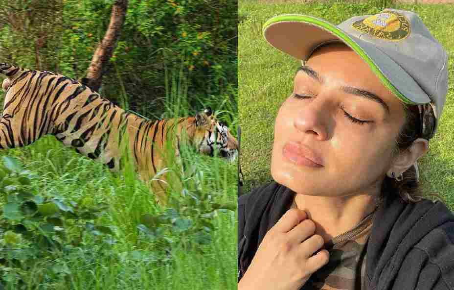 बांधवगढ़ नेशनल पार्क में बाघ के भ्रमण का रवीना टण्डन ने शेयर किया वीडियो, लिखी यह बात..