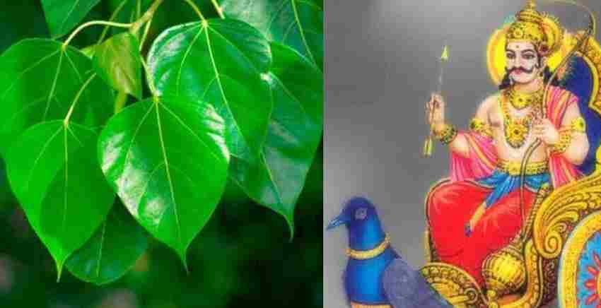 आखिर क्यों पीपल की पूजा करने से दूर हो जाती है शनि ढैय्या व साढ़ेसाती, जानिए पौराणिक कथा
