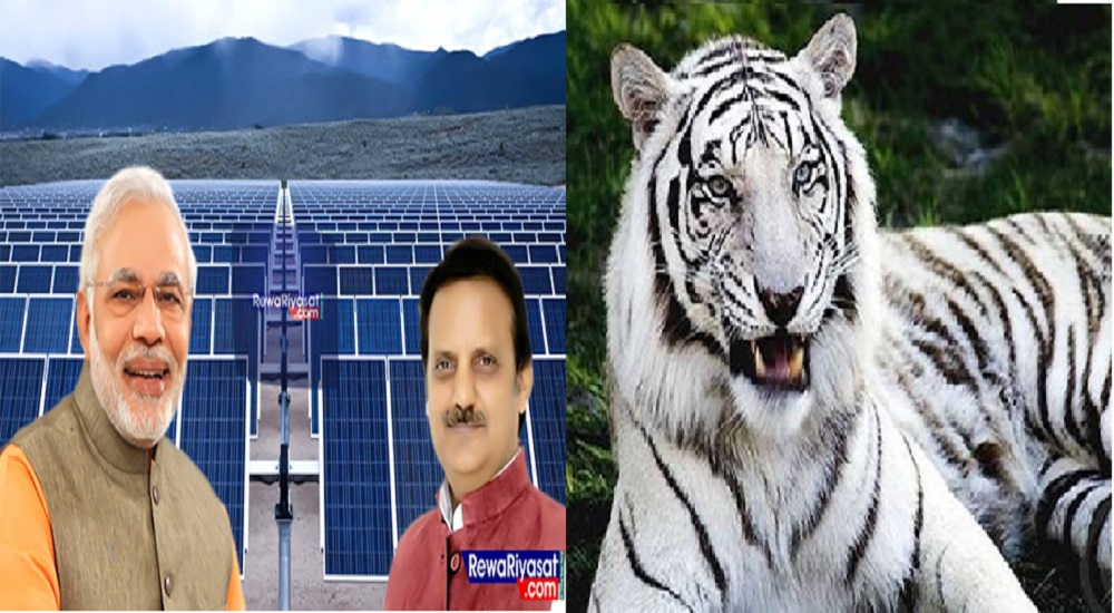 जब PM MODI ने कहा था रीवा अब सफ़ेद बाघ के नाम से नहीं सोलर प्लांट के नाम से जाना जाएगा, अब इन्होने कहा...: MP NEWS