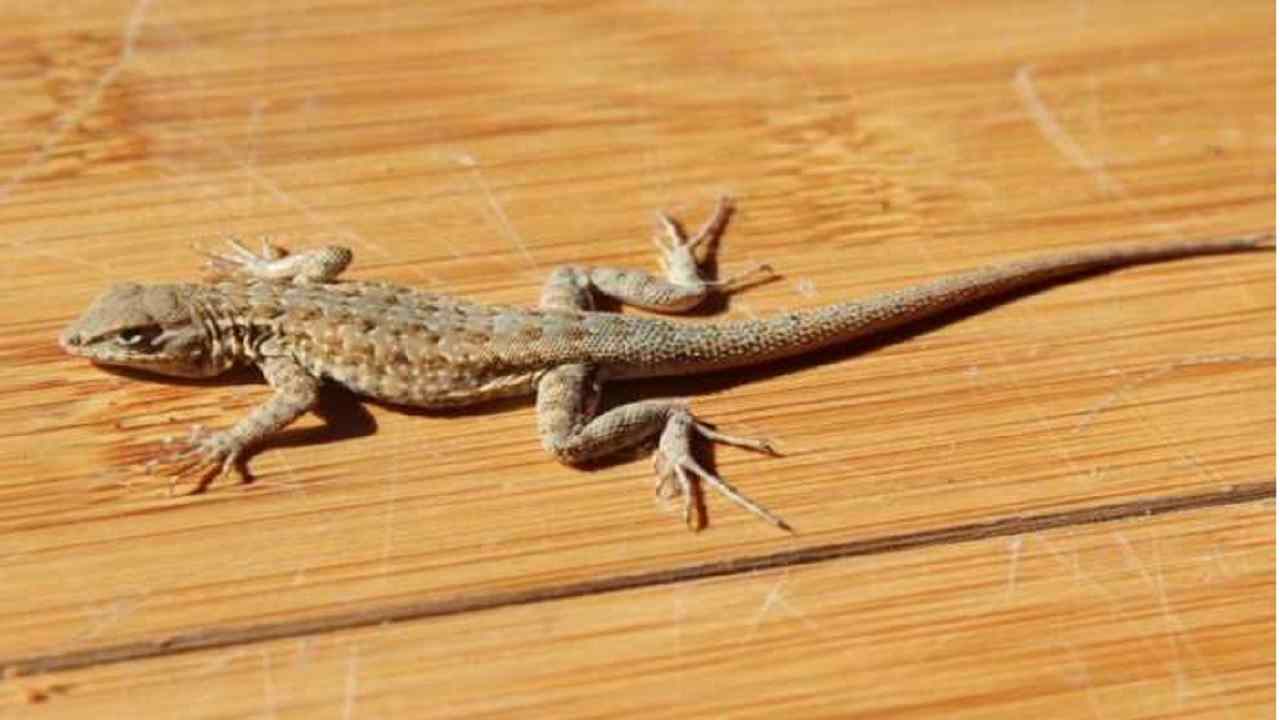 Swapna Shastra : अगर रात को आए ये सपने तो घबराने की जरूरत नहीं, पढ़िए पूरी खबर Swapna Shastra : अगर रात को आए ये सपने तो घबराने की जरूरत नहीं, पढ़िए पूरी खबर