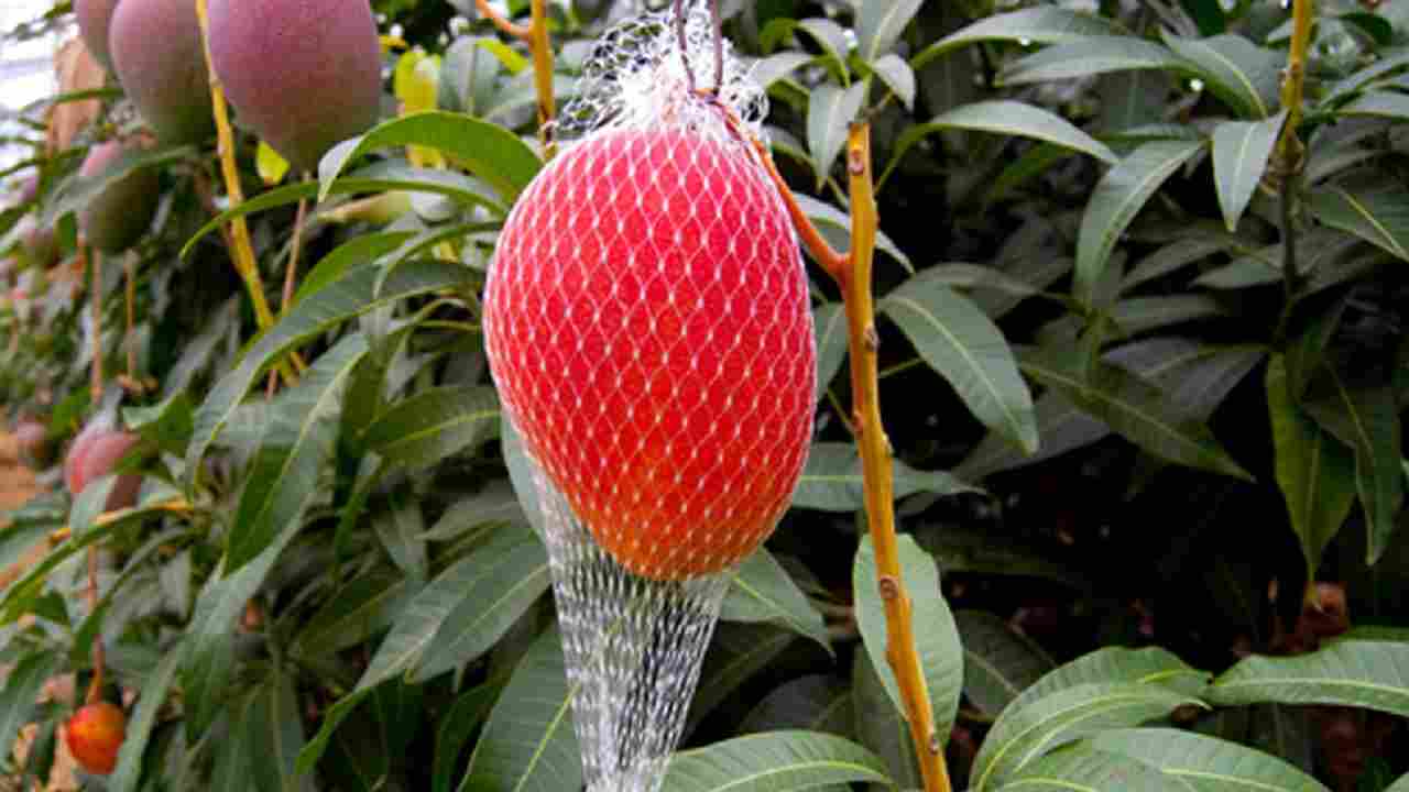 दुनिया का सबसे महंगा आम, जिसे खरीदा नहीं जा सकता दुनिया का सबसे महंगा आम, जिसे खरीदा नहीं जा सकता