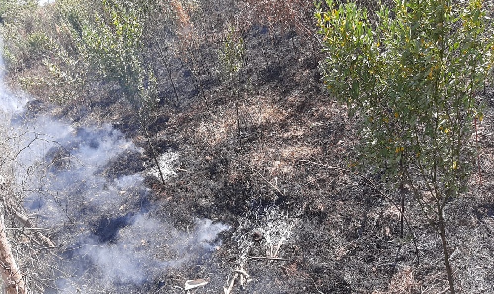 रीवा / बिजली की एक चिंगारी से लगी आग, अरहर की फसल जलकर खाक, किसान ने लगाई मुआवजे की गुहार