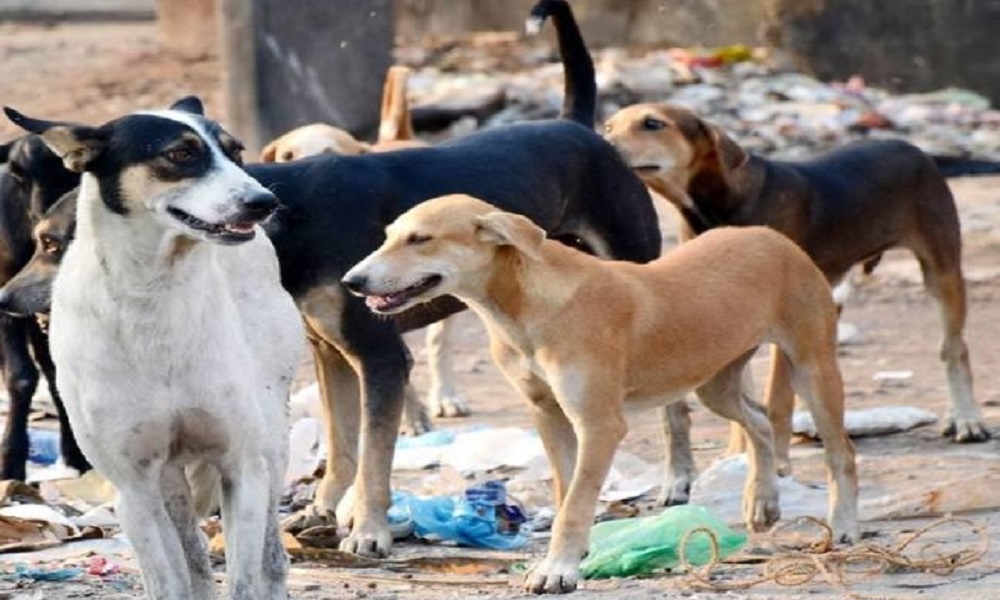 17 करोड़ रुपये कुत्तों की नसबंदी में सरकार ने खर्च कर दिये, जानकर सब हुए हैरान : MP NEWS