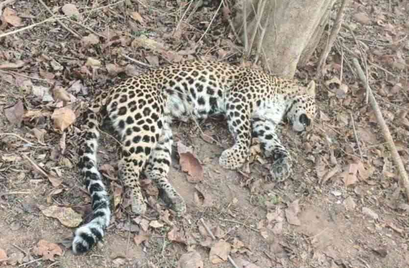 Satna: तेंदुए के दो शावकों का 5 दिन पुराना शव मिला, मौत के कारणों का पता लगाने में जुटा वन अमला