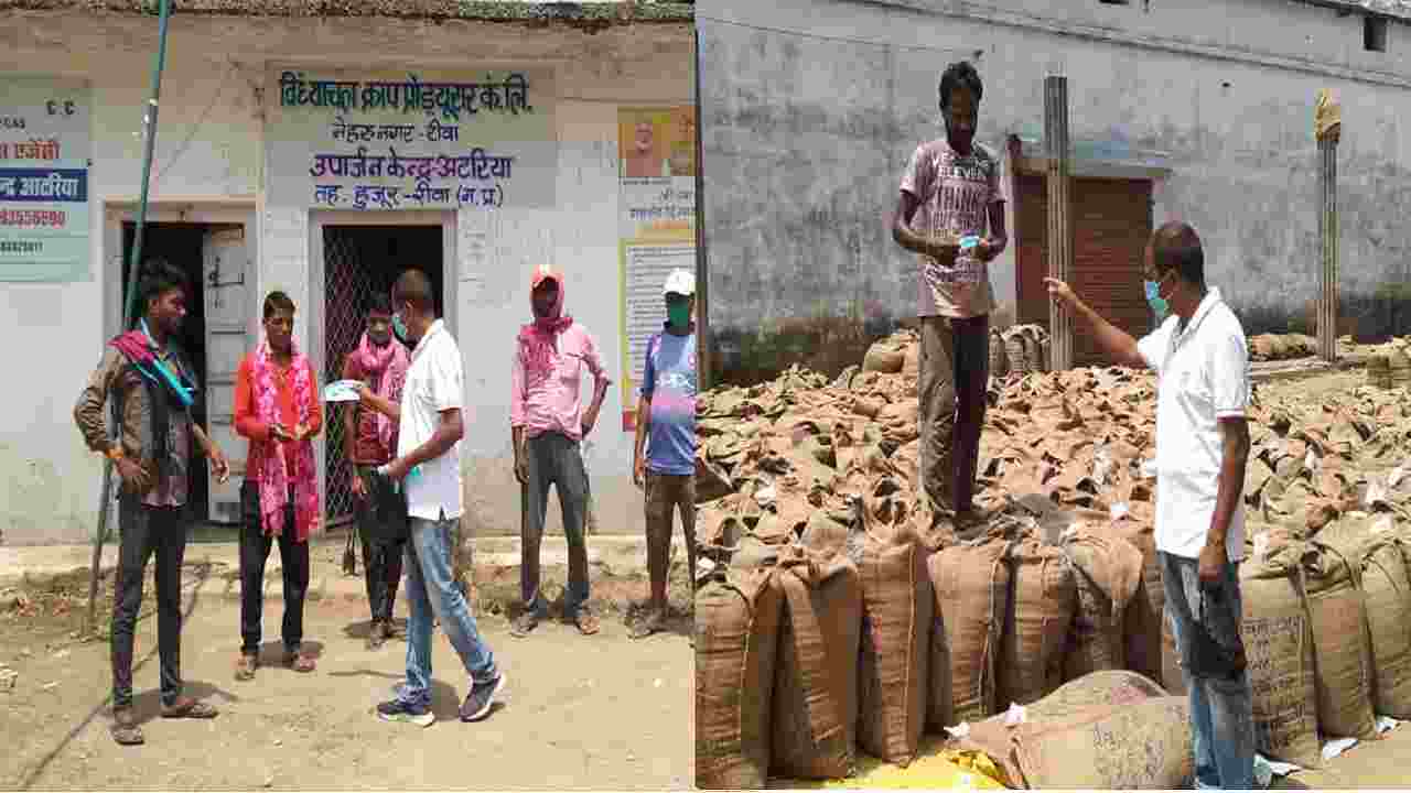 Rewa: समर्थन मूल्य पर किसानों से विंध्याचल क्राप ने खरीदा 18999 क्विंटल गेहूं