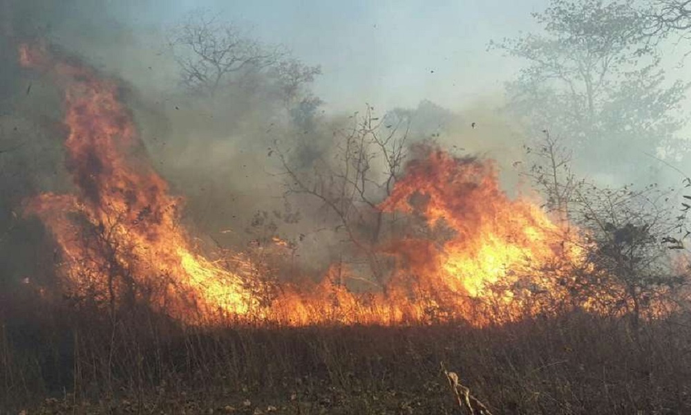सुलग रहे जंगल, मुख्यमंत्री के दिशा निर्देश के बाद भी रुचि नहीं ले रहा वन विभाग : MP NEWS सुलग रहे जंगल, मुख्यमंत्री के दिशा निर्देश के बाद भी रुचि नहीं ले रहा वन विभाग : MP NEWS