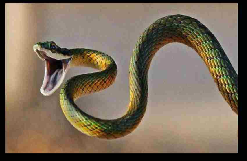 Dream interpretation : स्वप्न में दिखे काला सर्प तो जानिए भविष्य के लिए क्या मिल रहा संकेत