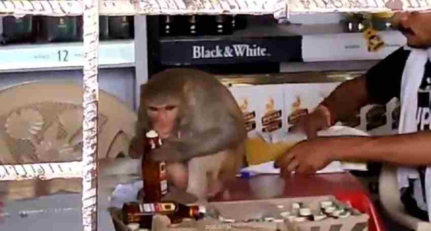 शराब दुकान में घुसा बंदर, खोली बोतल की ढक्कन और गट-गट पीने लगा शराब, वीडियो वायरल