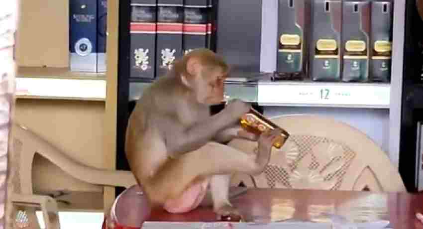 शराब दुकान में घुसा बंदर, खोली बोतल की ढक्कन और गट-गट पीने लगा शराब, वीडियो वायरल