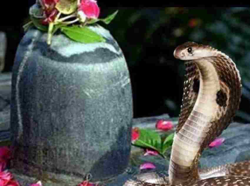 Nag Panchami 2021 Date : कब है नागपंचमी, आखिर इस दिन क्यों पूजे जाते है नाग देवता, जानिए शुभ मुर्हूत
