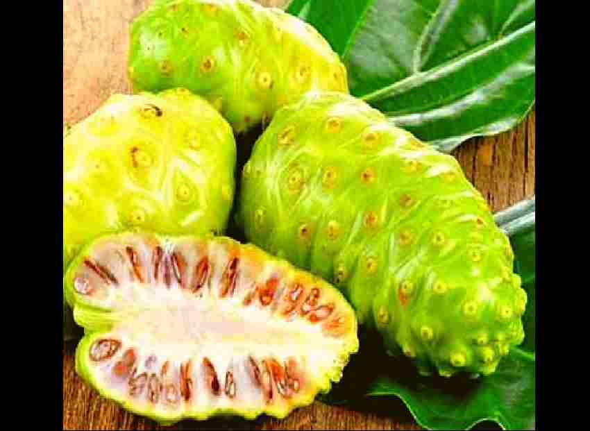 Noni fruit orJuice : प्राकृतिक औषधि का भण्डार है यह फल, 150 से ज्यादा पाए जाते हैं पोषक तत्व